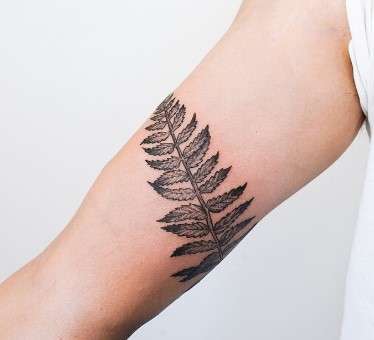 Fern Tattoo Design on arm