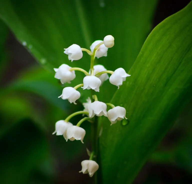 lily of the valley tattoo design