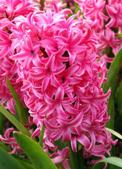 Pink Hyacinth tattoo meaning