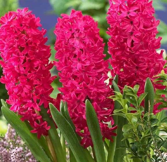 Red Hyacinth tattoo meaning