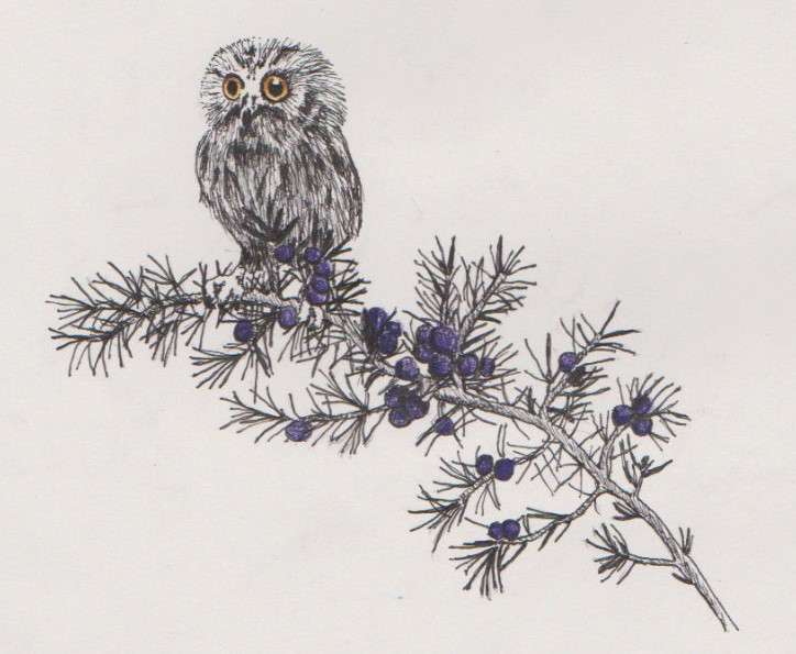 owl bird on juniper branch tattoo