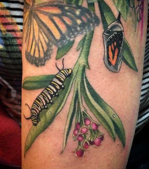 Monarch caterpillar tattoo design